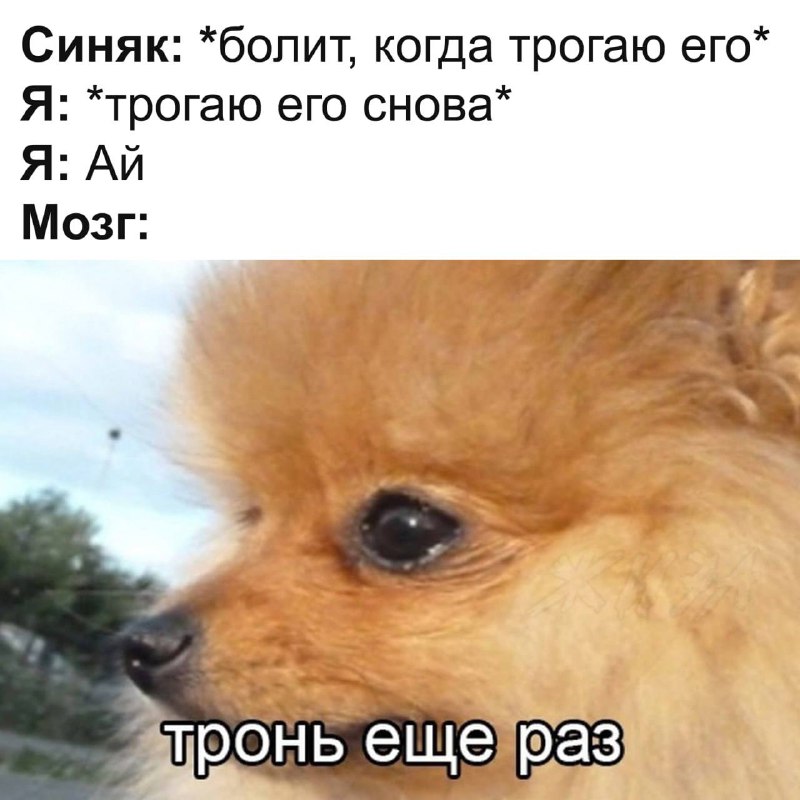 Синяк: болит, когда трогаю его. Я: трогаю его снова. Я: ай. Мозг: тронь еще раз