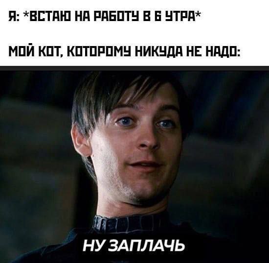 Я: встаю на работу в 6 утра. Мой кот, которому никуда не надо: ну заплачь
