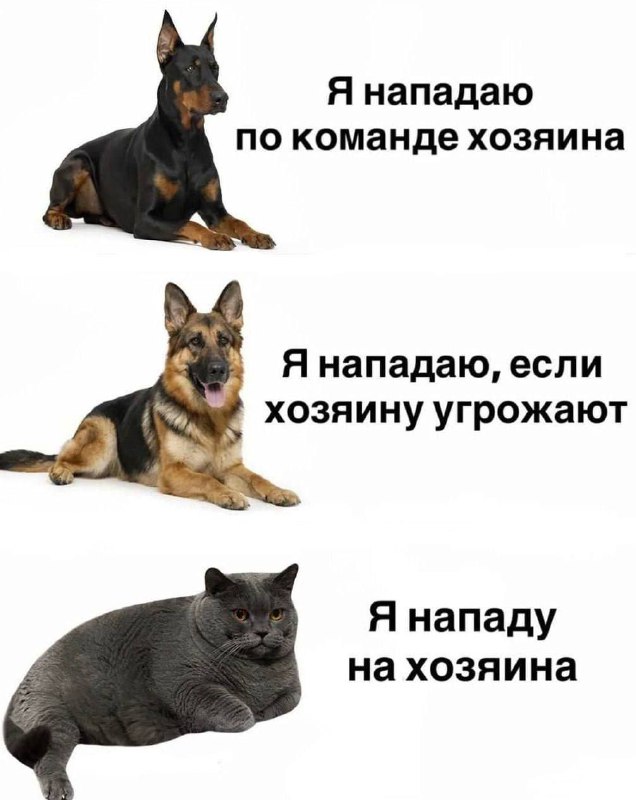 Я нападаю по команде хозяина. Я нападаю, если хозяину угрожают. Я нападу на хозяина